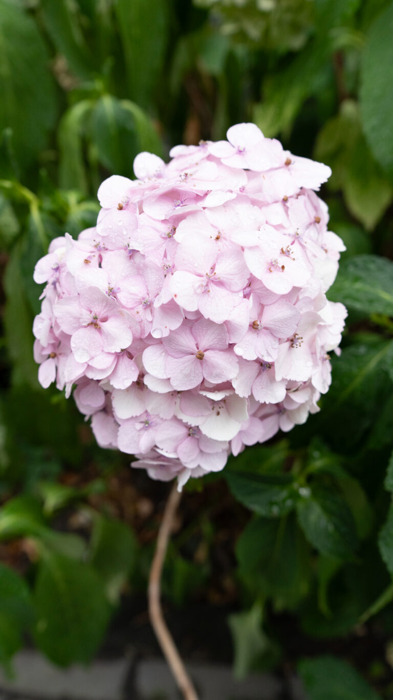 Natuur